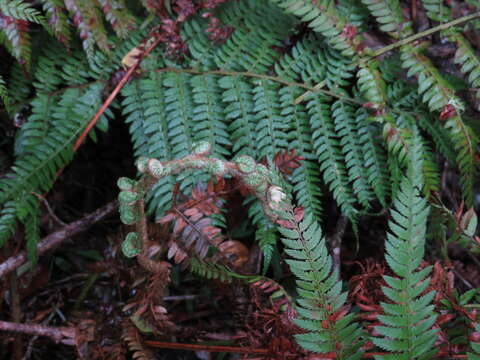 Image of Polystichum pungens (Kaulf.) C. Presl