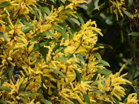 Image of Acacia celsa Tindale