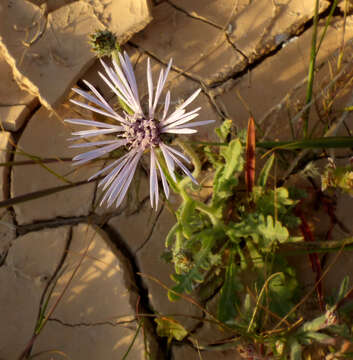 Image of Volutaria lippii (L.) Cass.