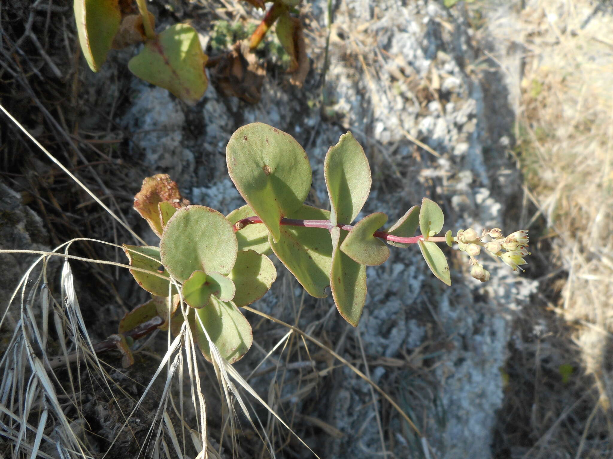 Image of Hylotelephium maximum (L.) J. Holub