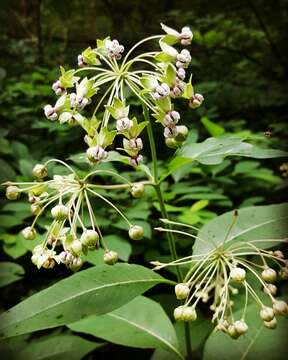 Слика од Asclepias exaltata L.