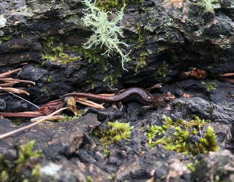 Image of Sacramento Mountain Salamander