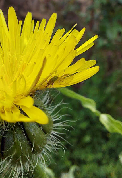 Image of pea aphid