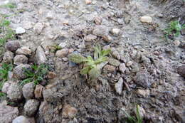 Image de Myosotis brevis de Lange & Barkla