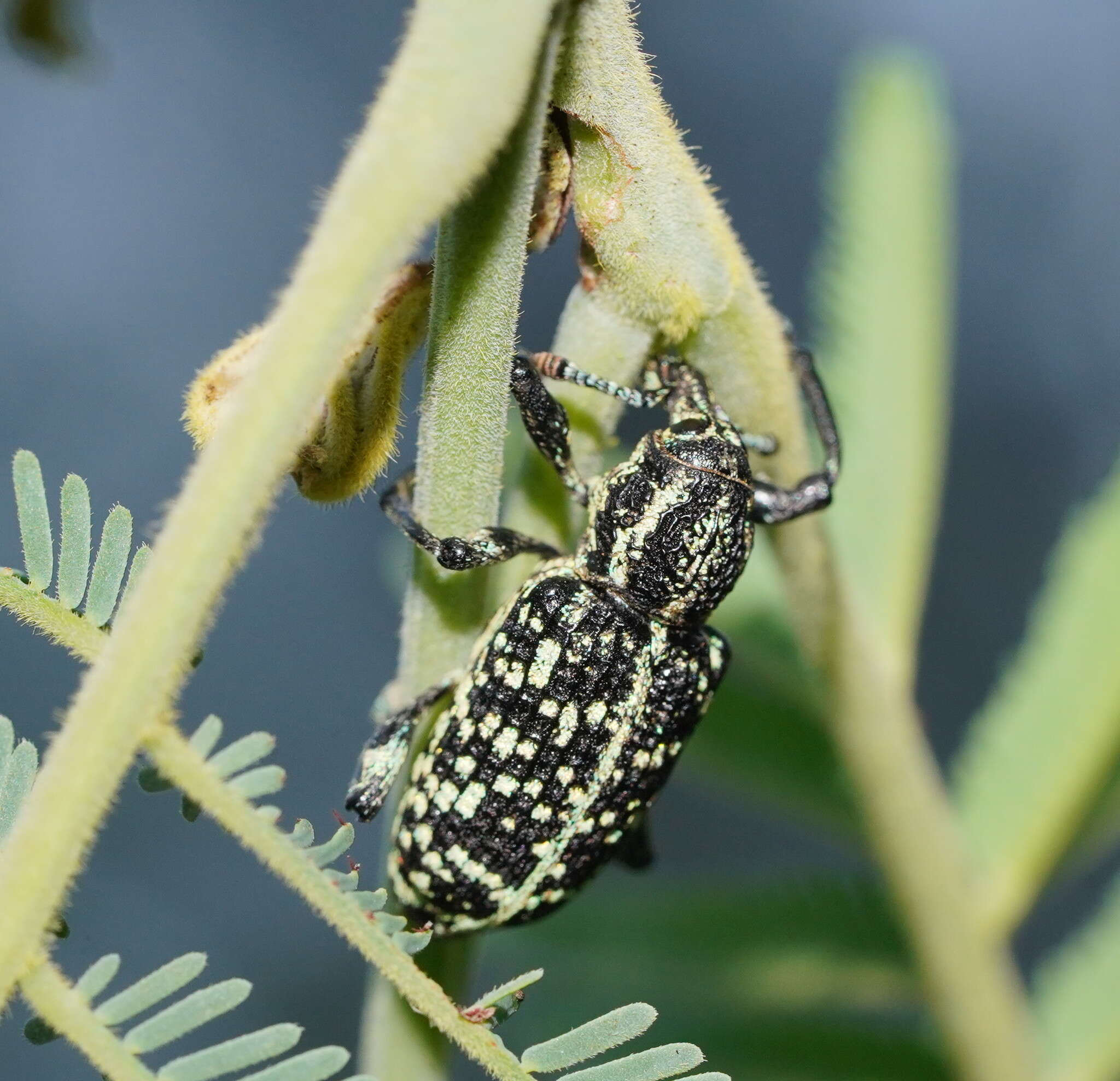 Image of Chrysolopus spectabilis (Fabricius & J. C. 1775)