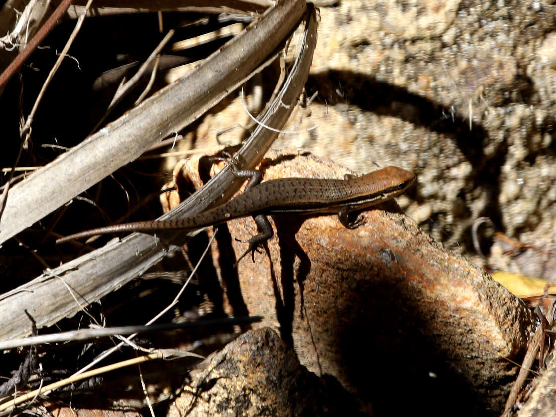 Слика од Trachylepis gravenhorstii (Duméril & Bibron 1839)