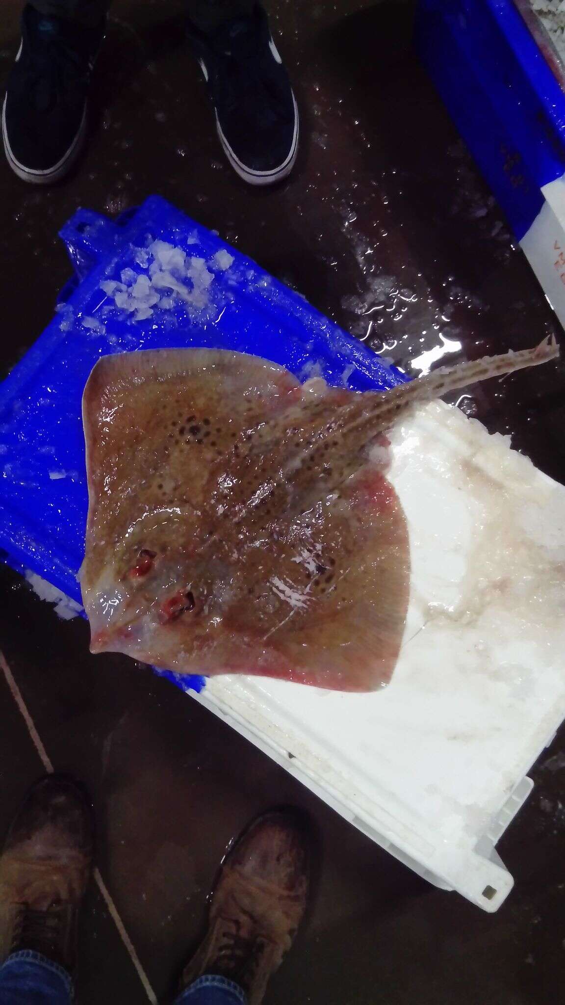 Image of Spotted Ray