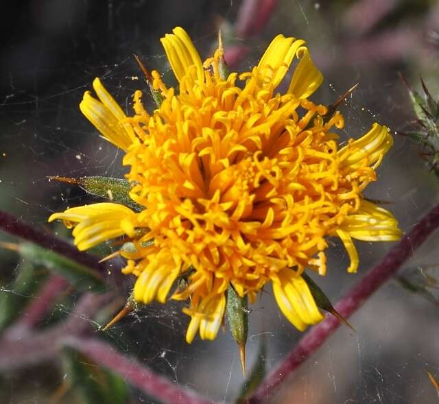 Image of prickly gousblom