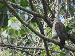 Слика од Buteo ridgwayi (Cory 1883)