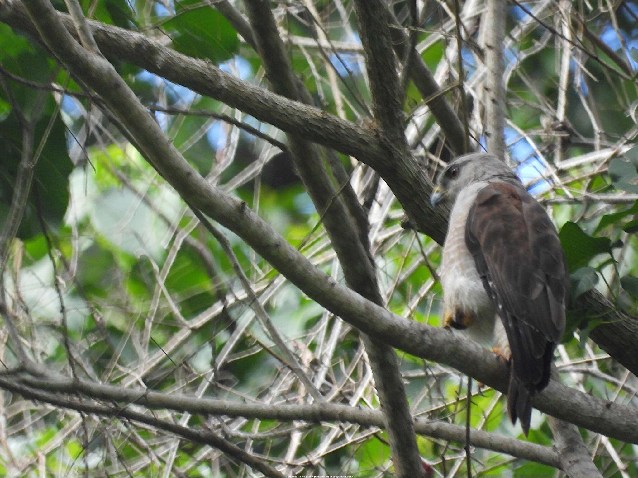 Слика од Buteo ridgwayi (Cory 1883)