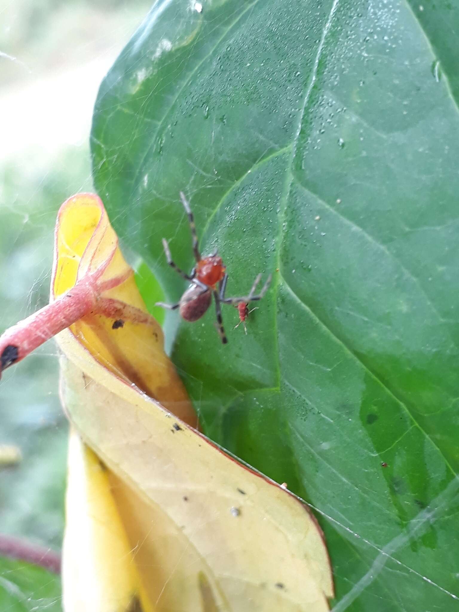 Image of South American social spider