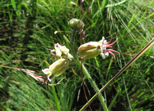 Image of Miraglossum pulchellum (Schltr.) F. K. Kupicha