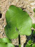 Imagem de Echinodorus berteroi (Spreng.) Fassett