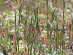 Image of Pacific foxtail