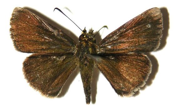 Image of <i>Mnasicles hicetaon</i> Godman 1901