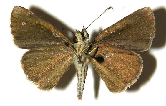 Image of <i>Mnasicles hicetaon</i> Godman 1901