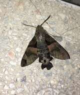 Macroglossum divergens Walker 1856的圖片