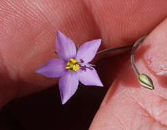 Image of splitleaf gilia