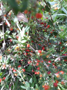 Plancia ëd Galium hypocarpium (L.) Endl. ex Griseb.