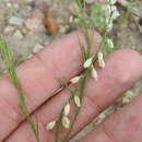 Imagem de Polygala hemipterocarpa A. Gray