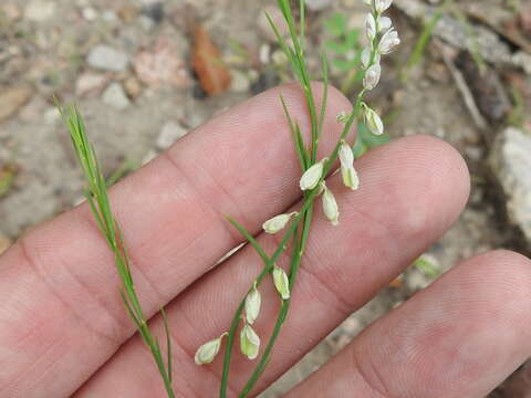 Image of winged milkwort