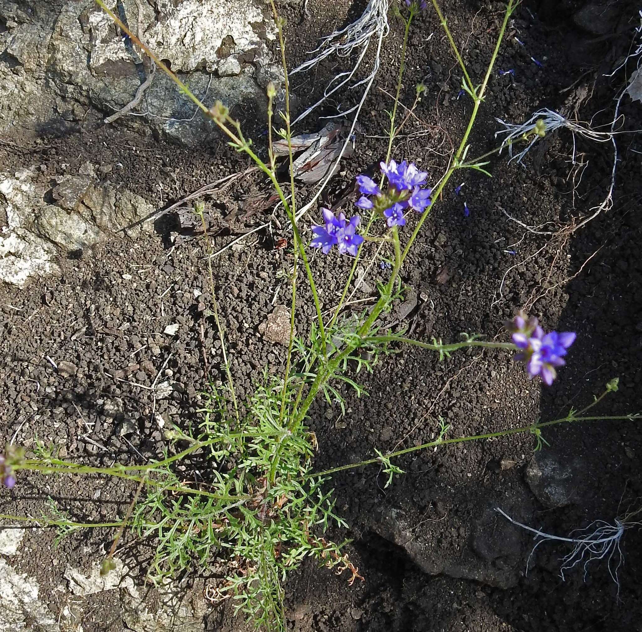 Image of California gilia