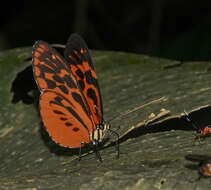 Heliconius pardalinus Bates 1862的圖片