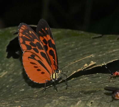 Imagem de Heliconius pardalinus Bates 1862