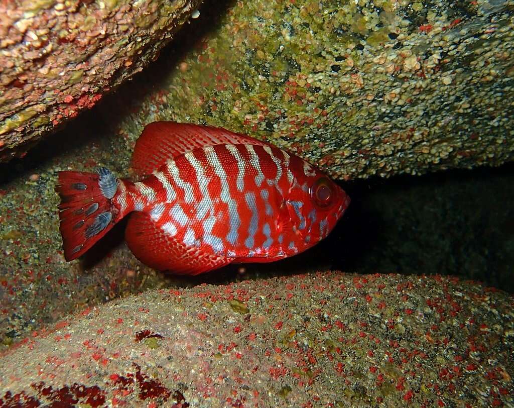 Image of Heteropriacanthus fulgens (Lowe 1838)