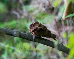 Imagem de Nyctiphrynus mcleodii (Brewster 1888)