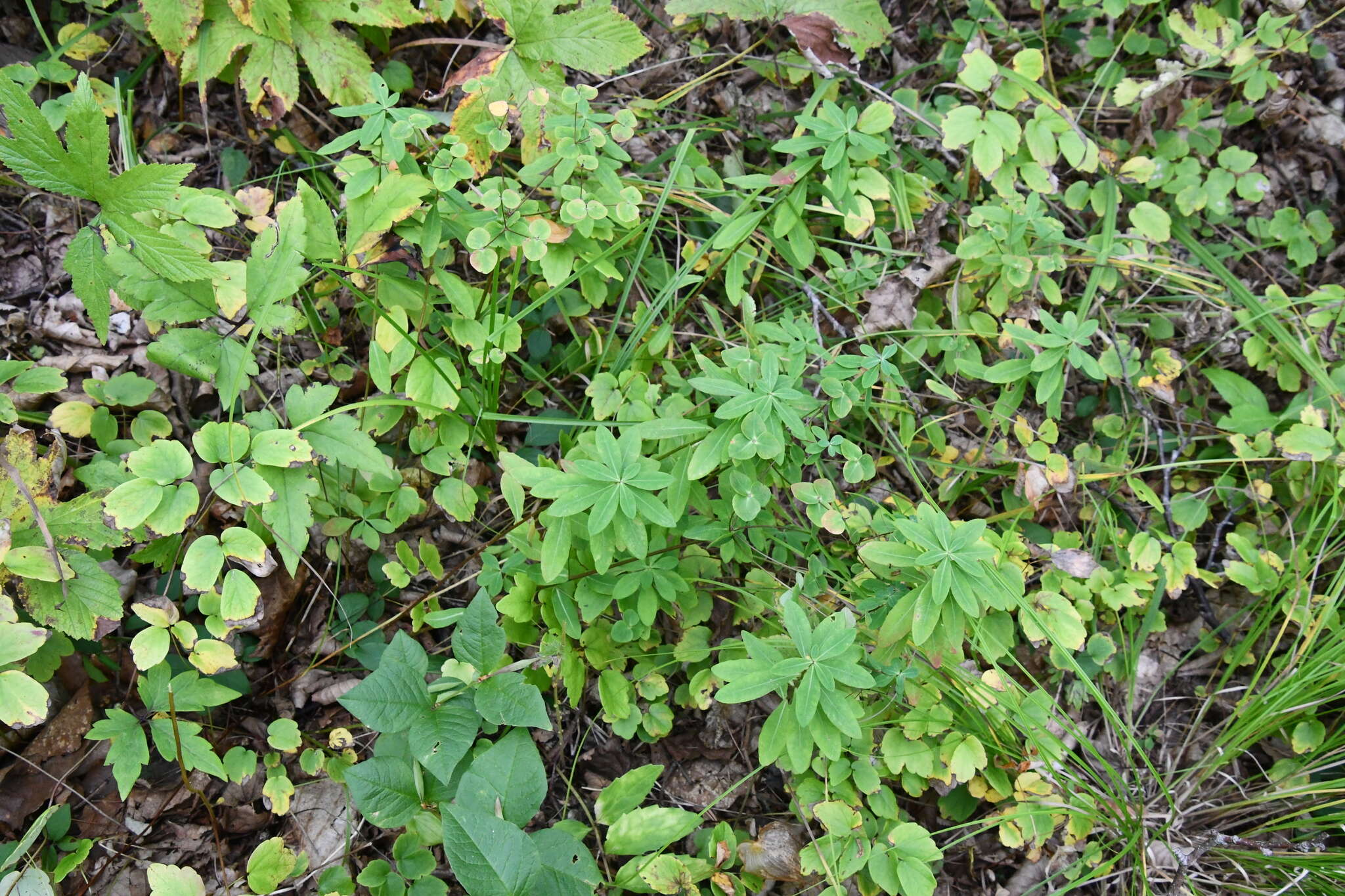 Слика од Euphorbia lucorum Rupr.