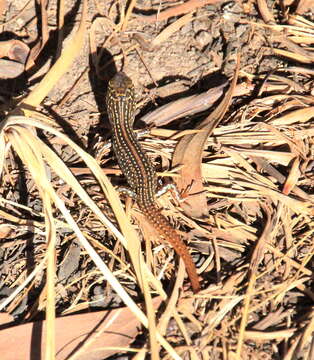 Image of White's Rock-skink