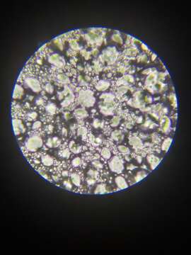 Image of Lactobacillus sanfranciscensis