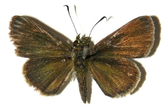 Image of <i>Mnasicles hicetaon</i> Godman 1901