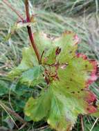 Image of Alchemilla cymatophylla Juz.