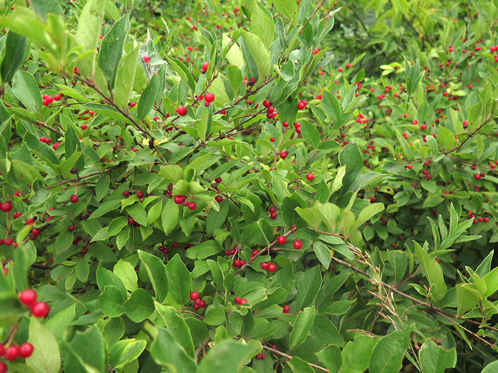 Image of Manchurian honeysuckle