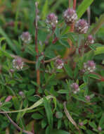 Plancia ëd Trifolium arvense var. arvense