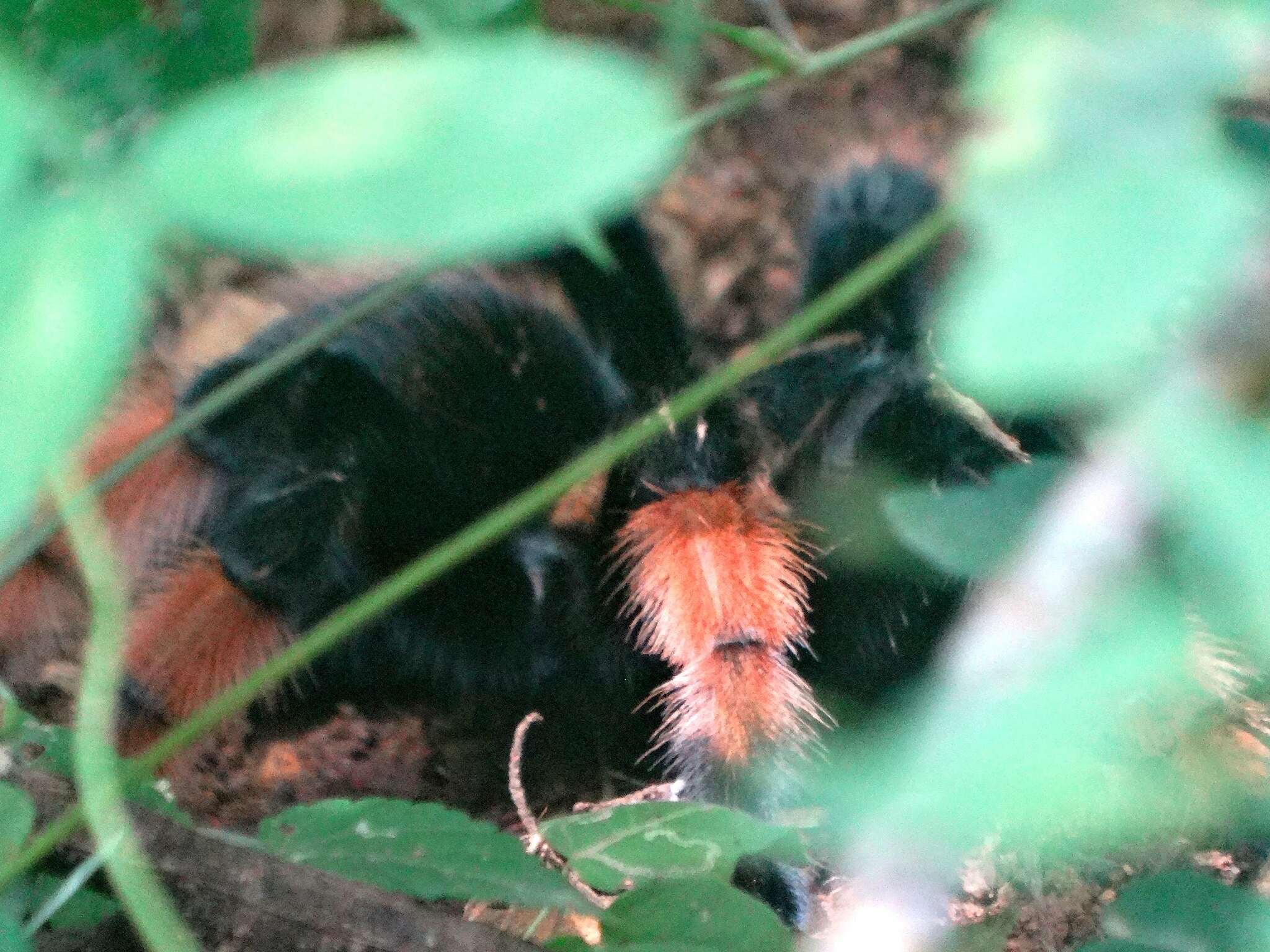 Image of Mexican redleg tarantula