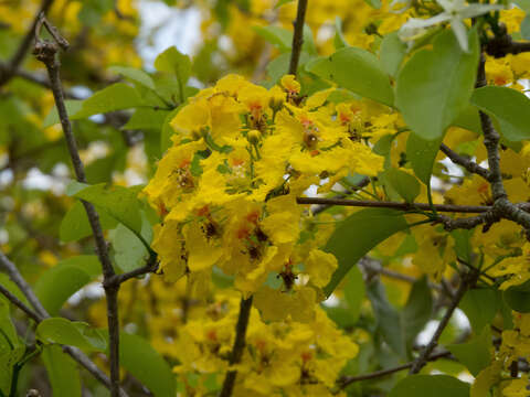 Image of Diplopterys lutea (Griseb.) W. R. Anderson & C. Davis