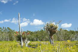 Imagem de Cyrtopodium punctatum (L.) Lindl.