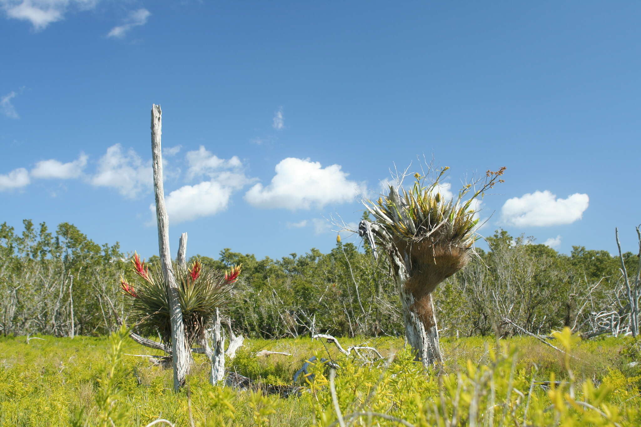 Image of cowhorn orchid