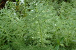 Image of parrot feather watermilfoil