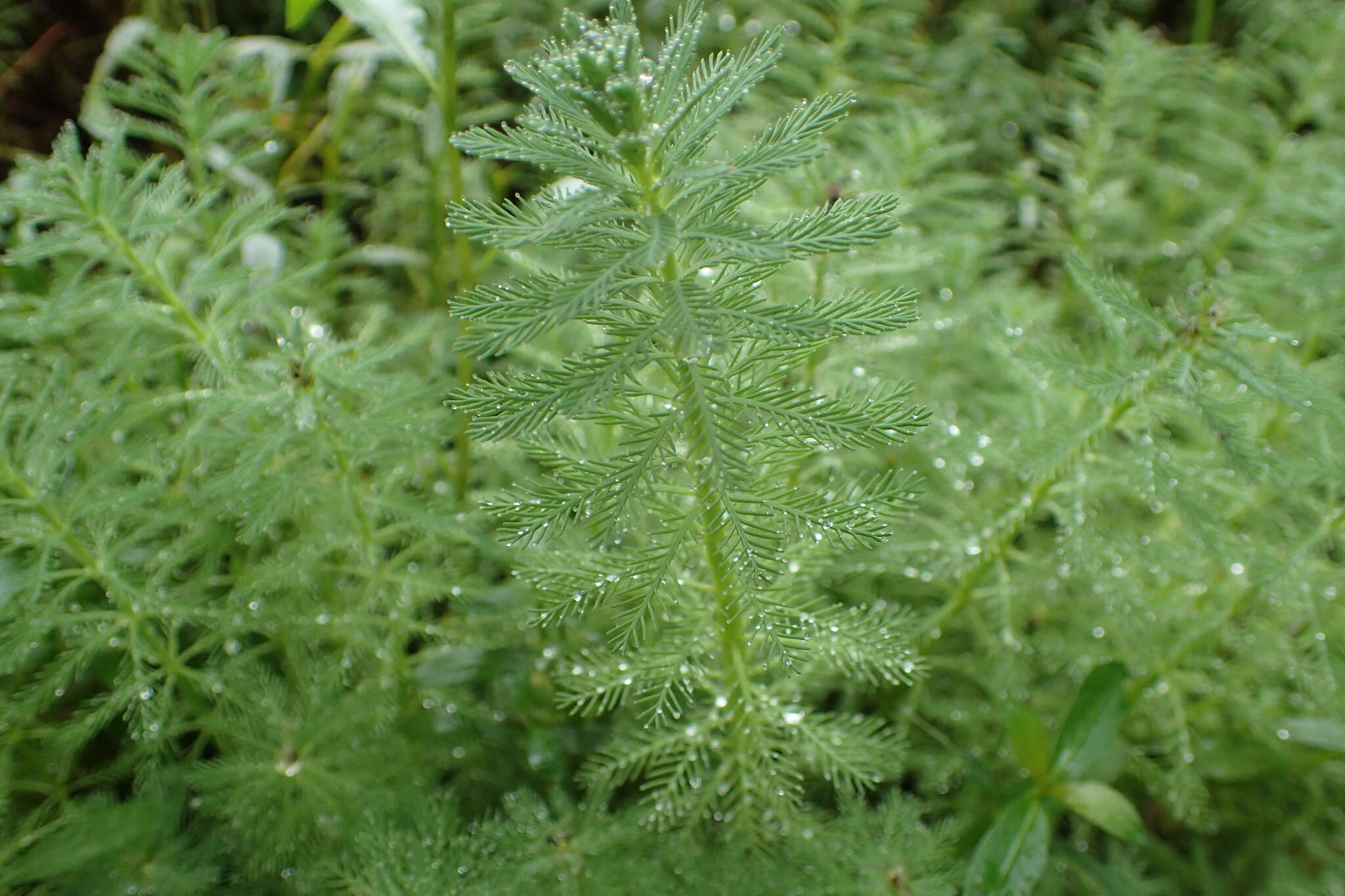 Image of parrot feather watermilfoil