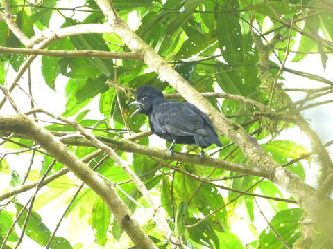 Image of umbrellabird