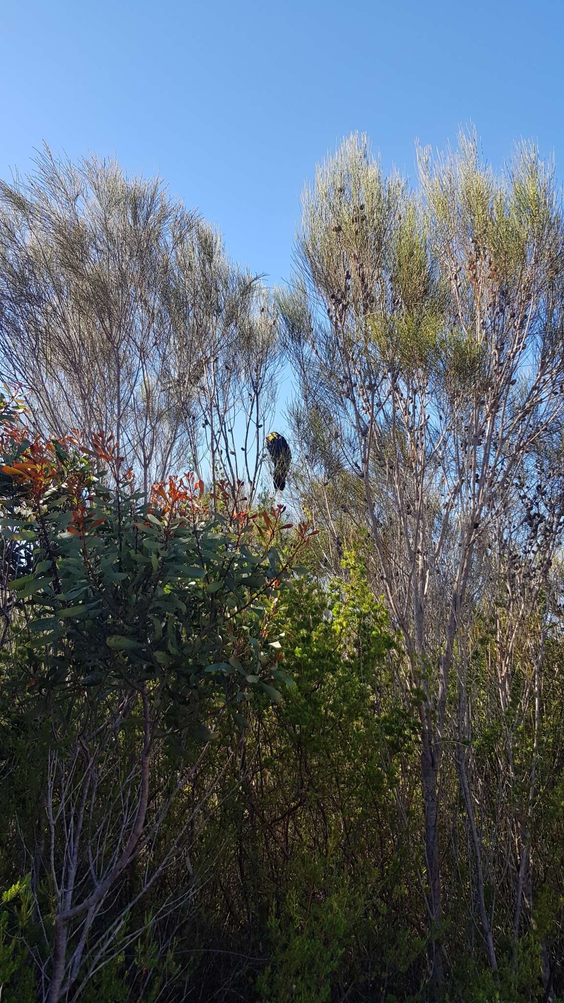 Calyptorhynchus lathami lathami (Temminck 1807) resmi