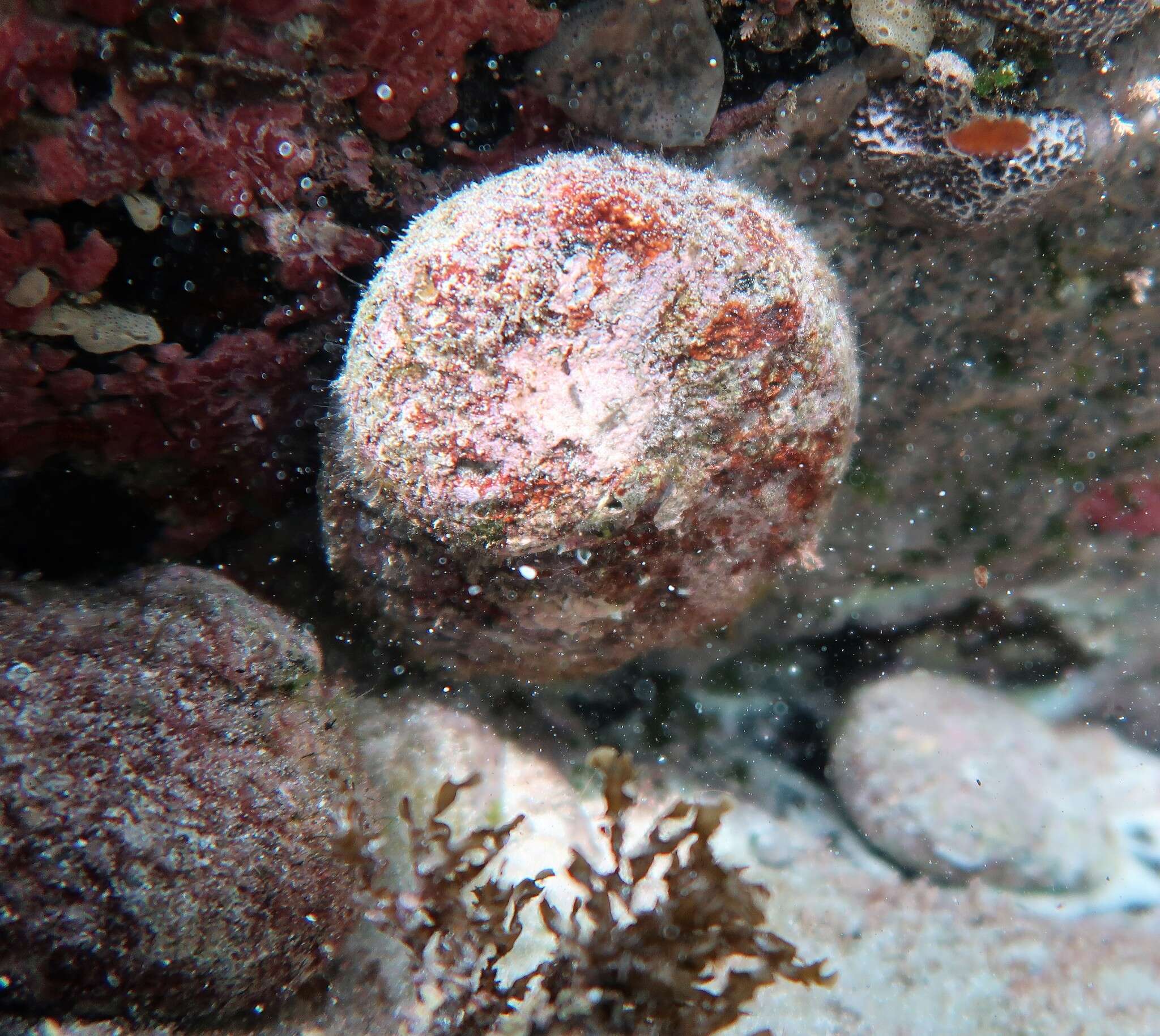 Image of circular ear shell