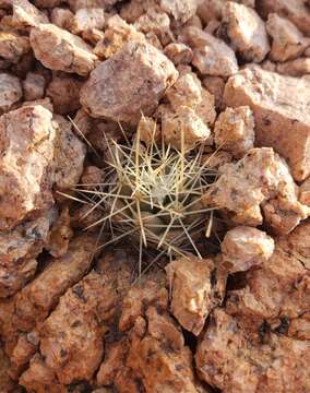 Mammillaria petrophila subsp. baxteriana (H. E. Gates) D. R. Hunt的圖片