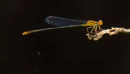 Image of Florida Bluet