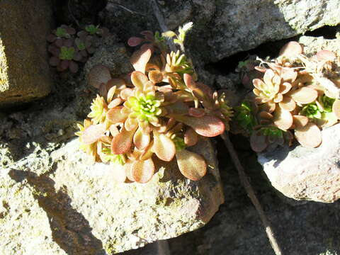 صورة Sedum cepaea L.