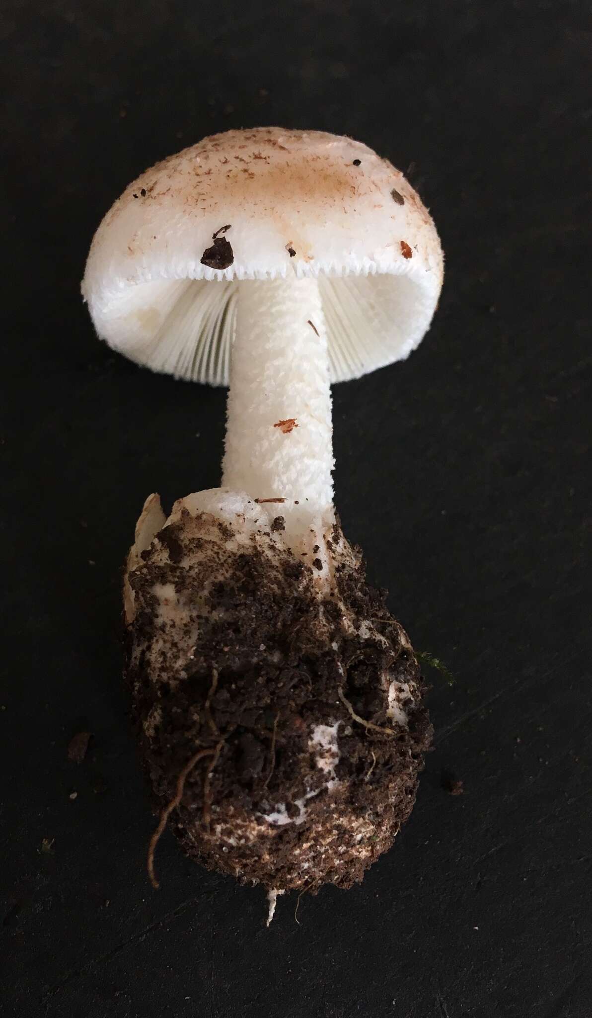 Image of Amanita peckiana Kauffman 1913